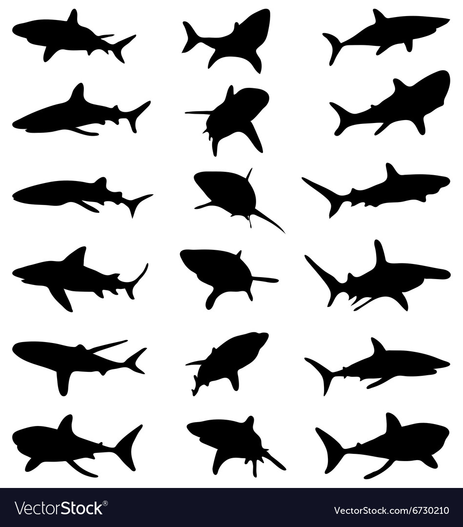 Sharks Royalty Free Vector Image Vectorstock