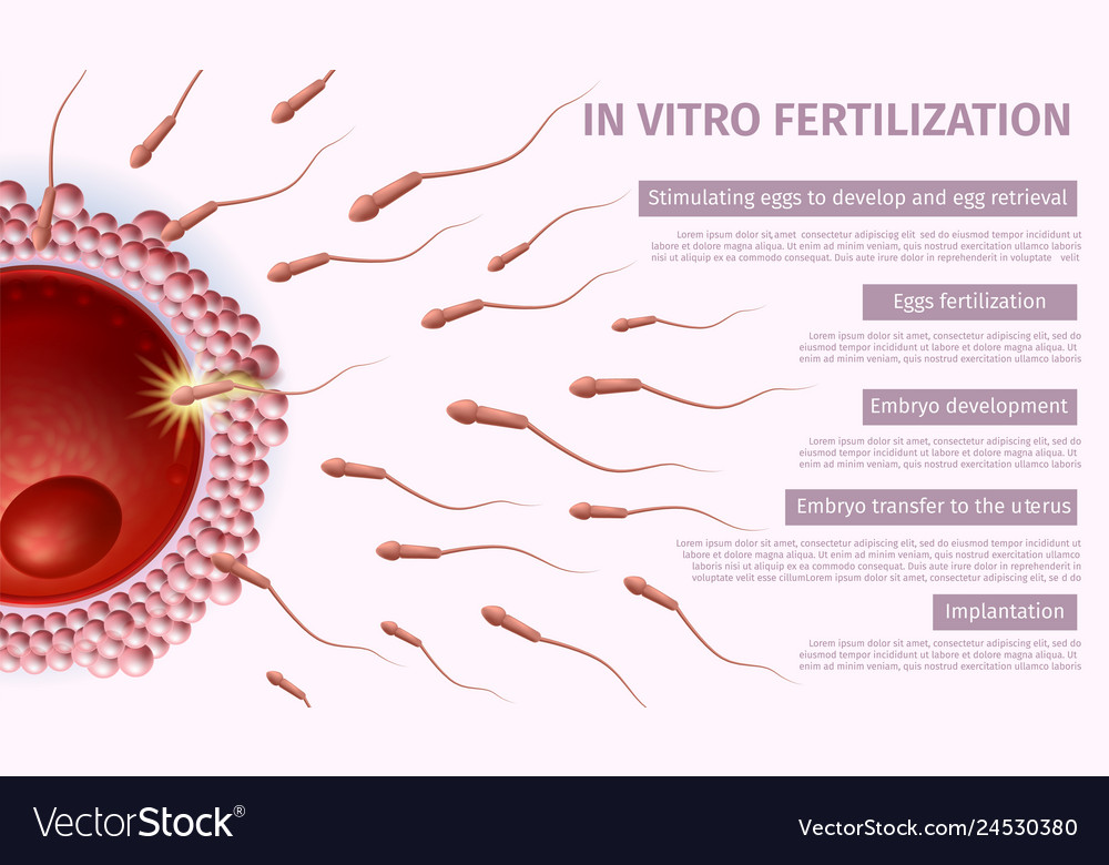 Sperm and egg not developing