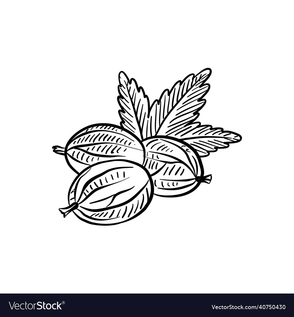 Drawing Gooseberry Sketch Of Berry Royalty Free Vector Image