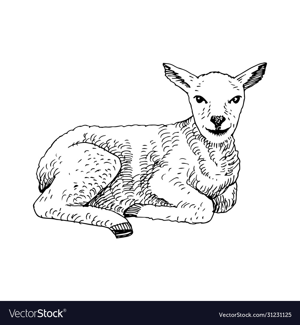 Hand Drawn Lamb Royalty Free Vector Image Vectorstock