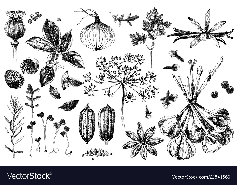 Hand Drawn Herbs And Spices Set Royalty Free Vector Image