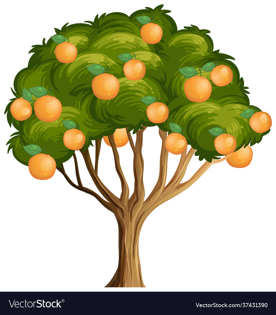 Orange Tree Isolated On White Background Vector Image