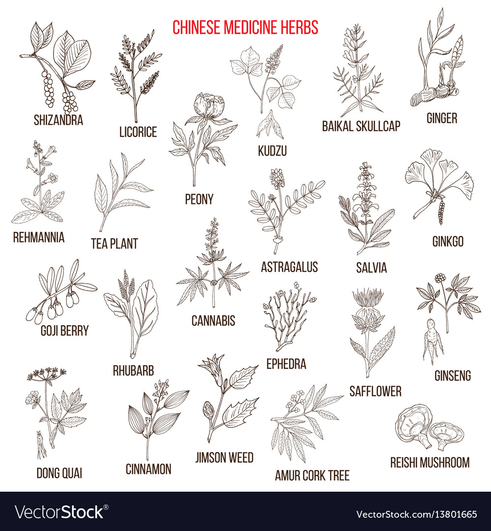 Chinese Medicinal Herbs Royalty Free Vector Image