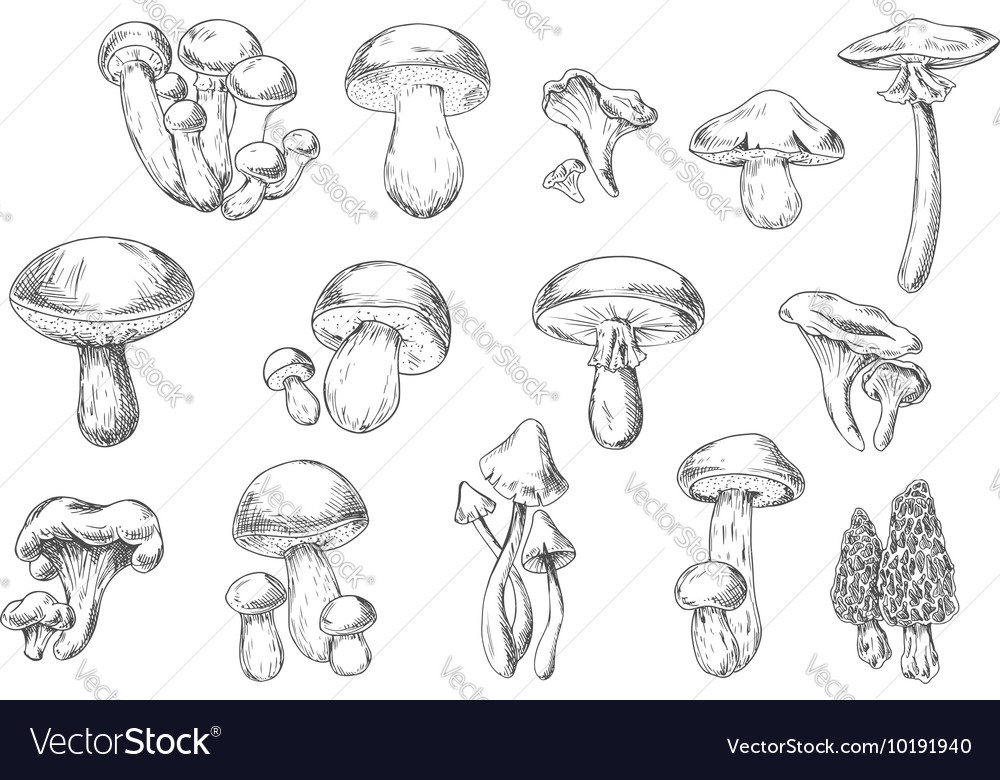 Edible And Poisonous Wild Mushrooms Sketch Style Vector Image