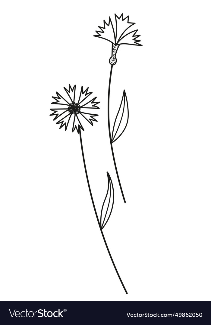 Cornflower Wildflower Sketch Hand Drawn Royalty Free Vector