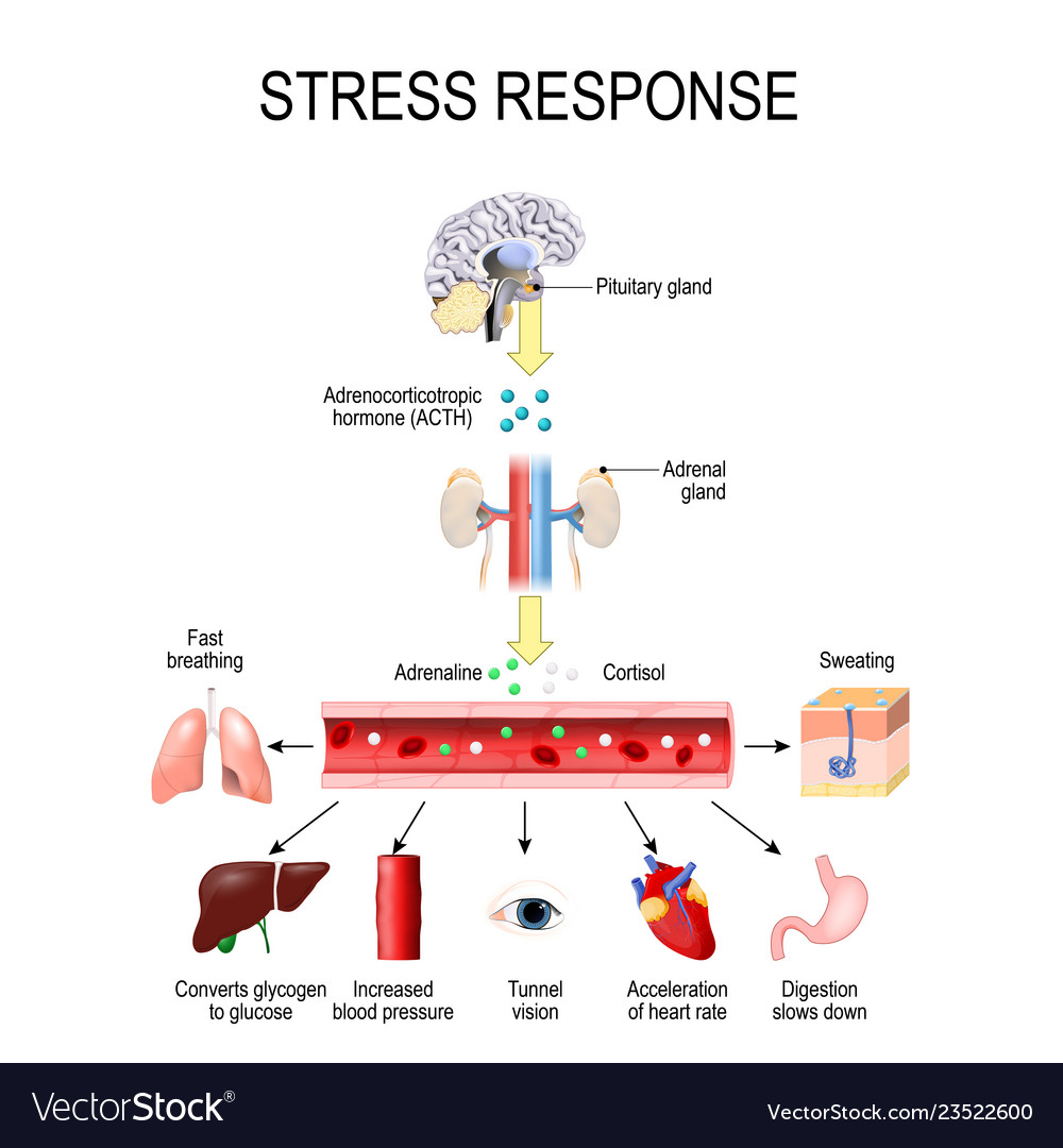 Activation Stress System Royalty Free Vector Image