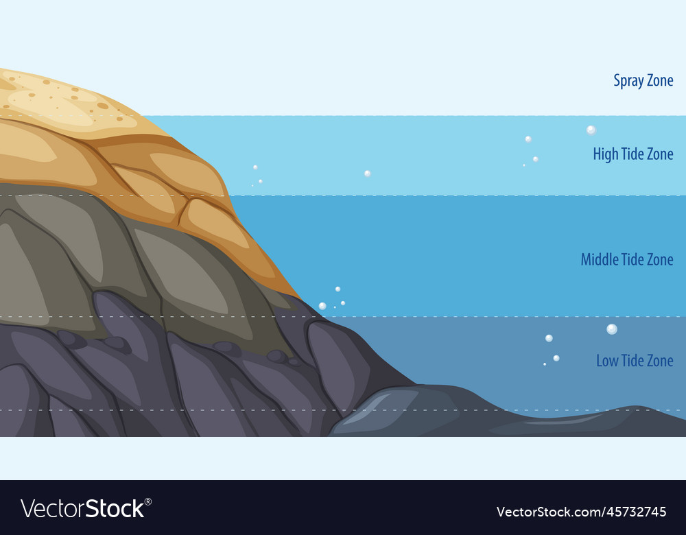 Rocky Shore Zonation Education Diagram Royalty Free Vector