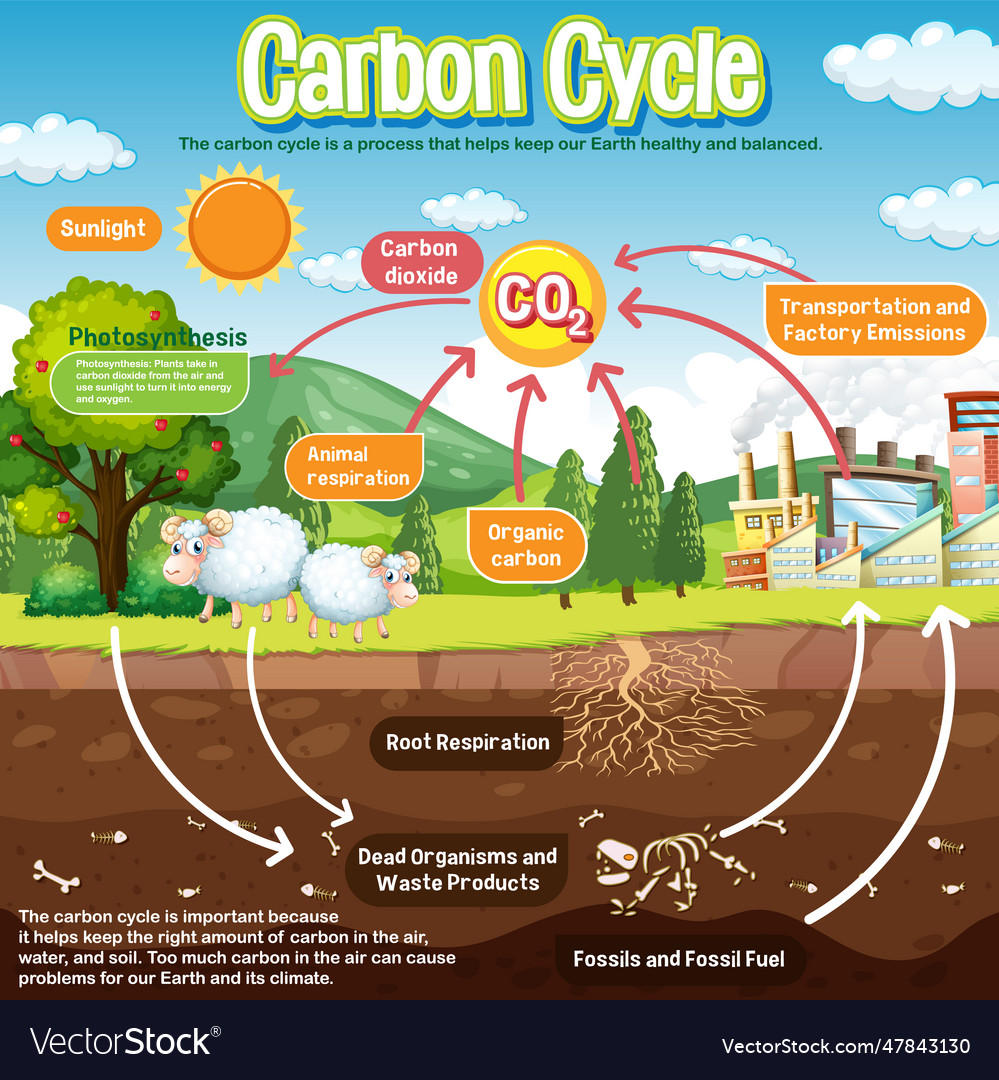 Carbon Cycle Diagram For Science Education Vector Image