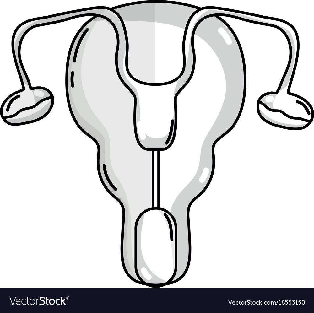 Line Fallopian Tubes And Uterus Women Organs Vector Image