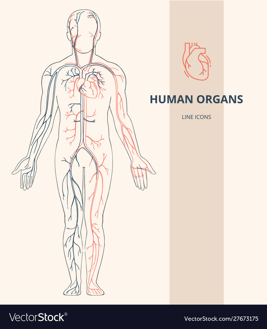 Human Body Anatomy Infographic Structure Of Vector Image