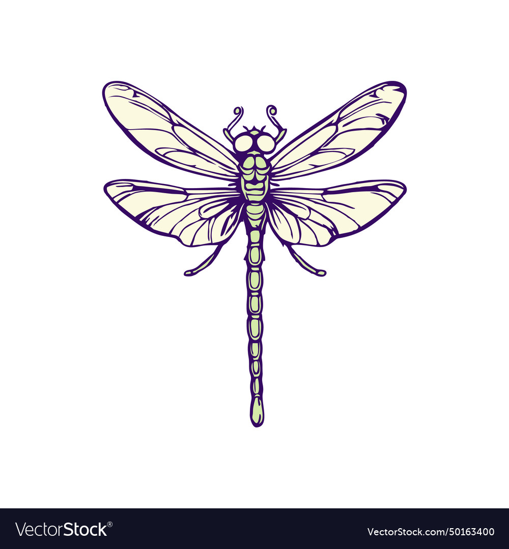 Dragonfly Royalty Free Vector Image Vectorstock