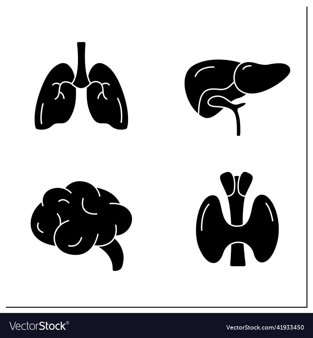 Human Internal Organs Glyph Icons Set Royalty Free Vector