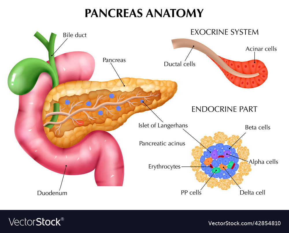 Anatomy Of Pancreas Infographics Royalty Free Vector Image