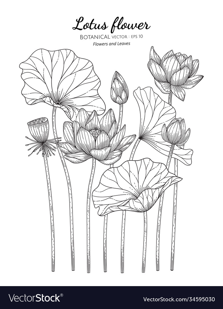 Lotus Flower And Leaf Hand Drawn Botanical Vector Image