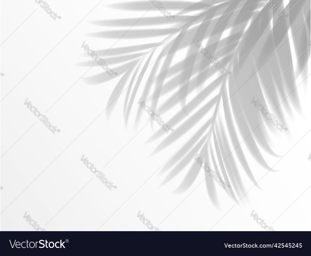 Palm Leaves Shadow Background Realistic Overlay Vector Image