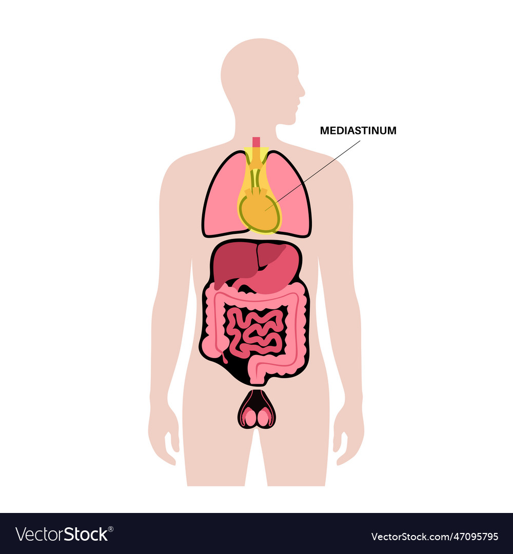 Mediastinum Infographic Poster Royalty Free Vector Image