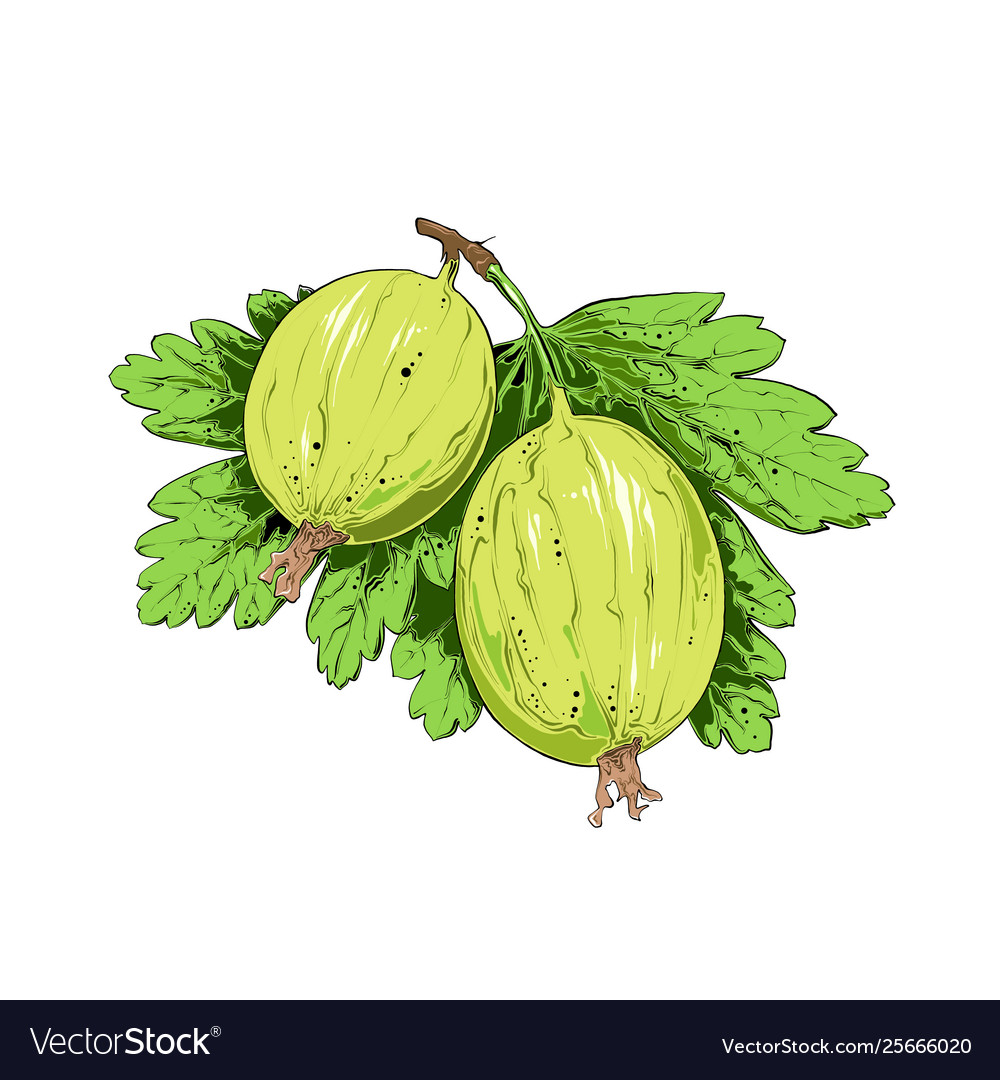 Hand Drawn Sketch Gooseberry In Color Isolated Vector Image