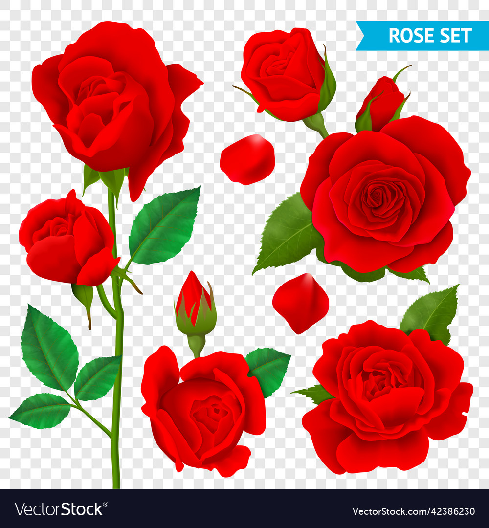 Rose Realistic Transparent Set Royalty Free Vector Image