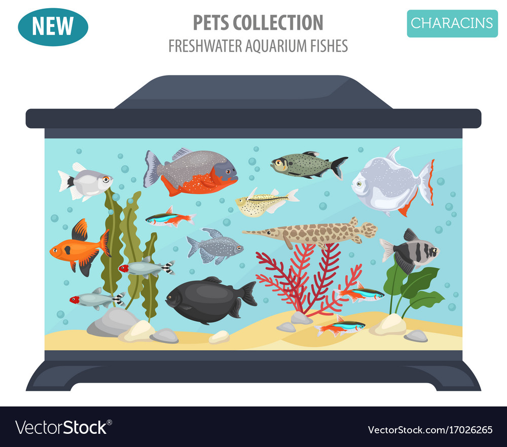 Freshwater Aquarium Fishes Breeds Icon Set Flat Vector Image