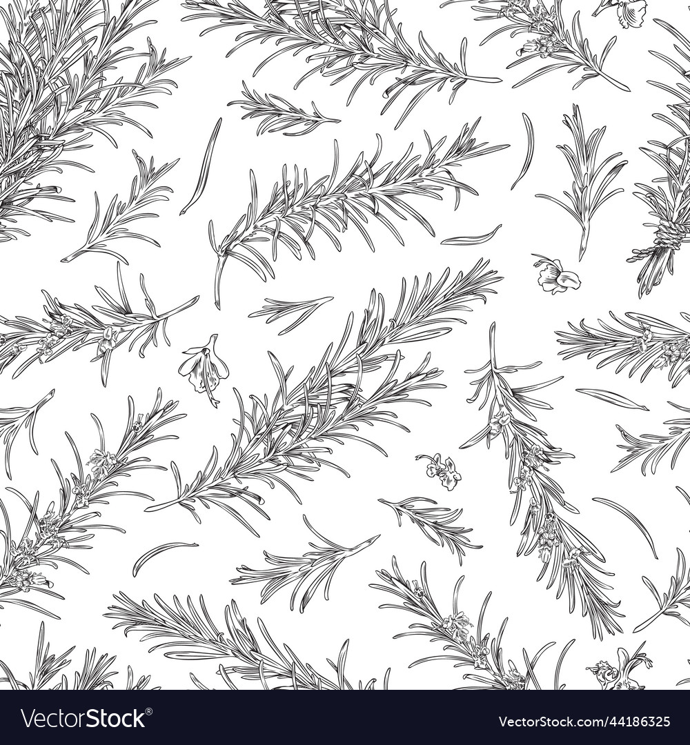 Rosemary Branches And Flowers Seamless Pattern Vector Image