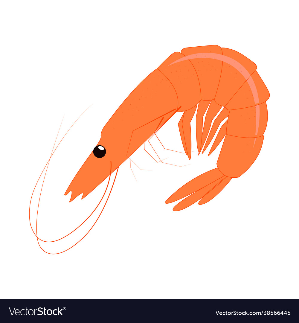 Realistic Fresh Shrimp On White Background Vector Image