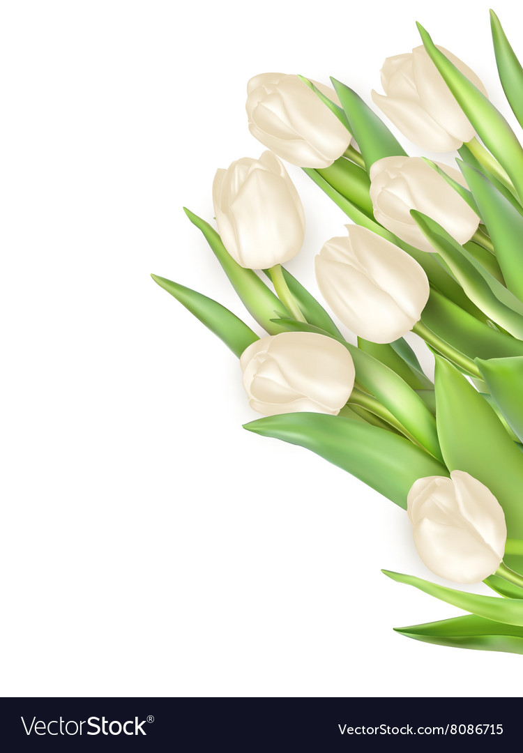 Tulips Decorative Background Eps Royalty Free Vector