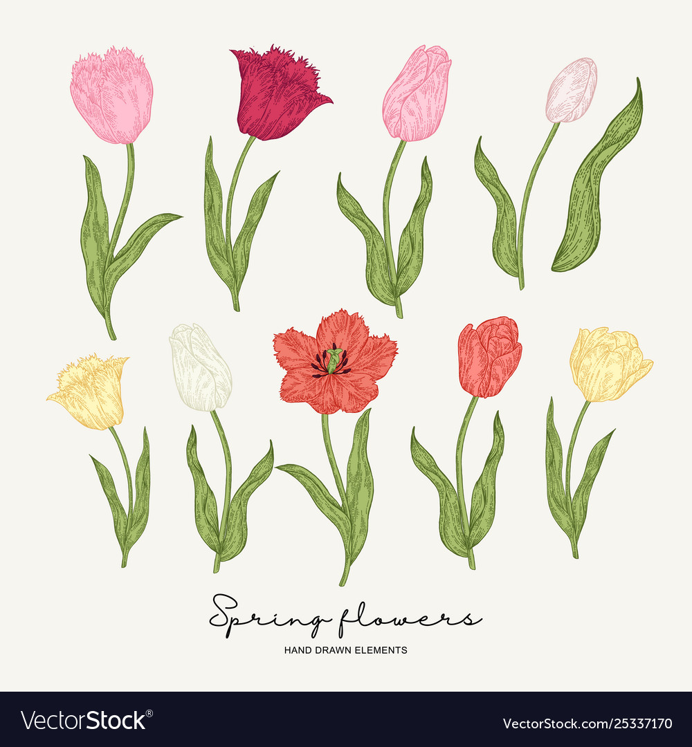 Hand Drawn Colorful Tulips Spring Flowers Set Vector Image