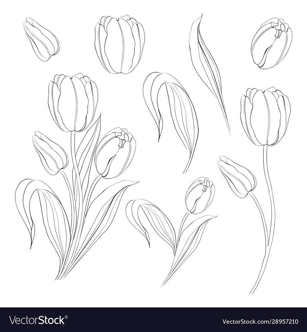 Hand Drawn Tulips Collection In Line Style Contour