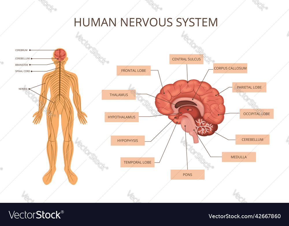 Human Body Organ Systems Infographic Royalty Free Vector