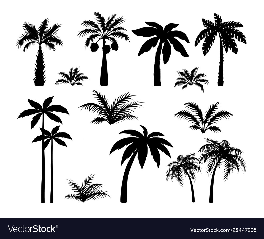 Silhouette Palm Trees Set Tropical Black Jungle Vector Image