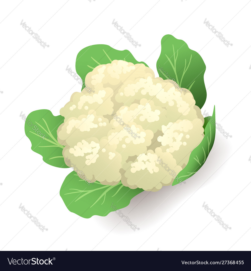 White Cauliflower With Green Leaves Icon Isolated Vector Image