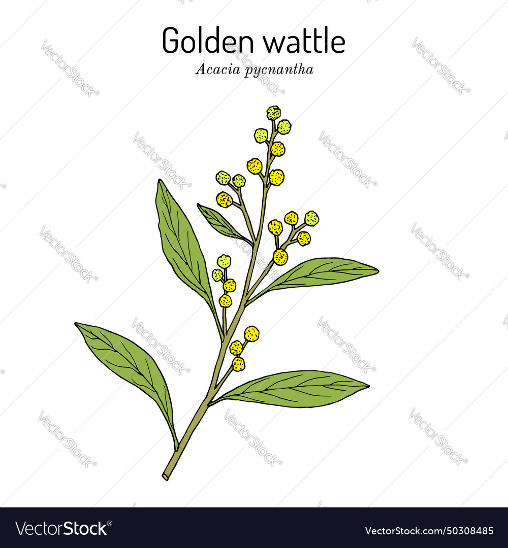 Golden Wattle Acacia Pycnantha Edible Royalty Free Vector