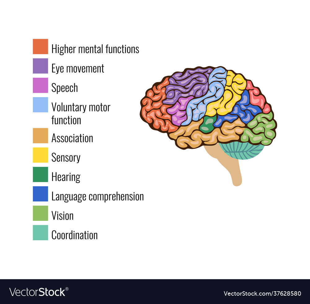 Anatomy Brain Composition Royalty Free Vector Image