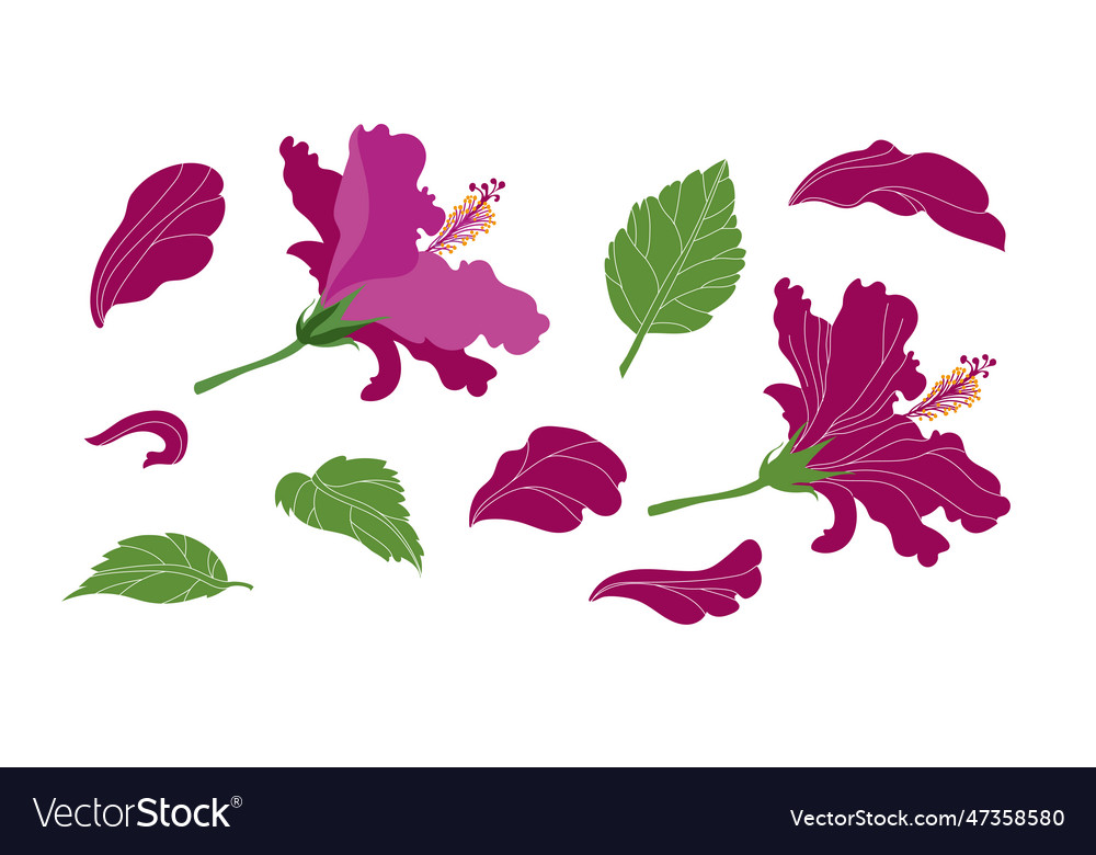 Hibiskus Flower Royalty Free Vector Image VectorStock