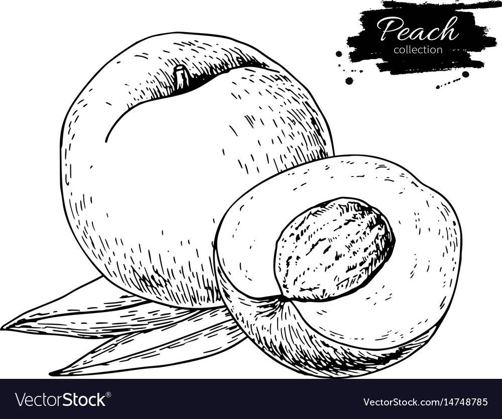 Peach Drawing Isolated Hand Drawn Royalty Free Vector Image