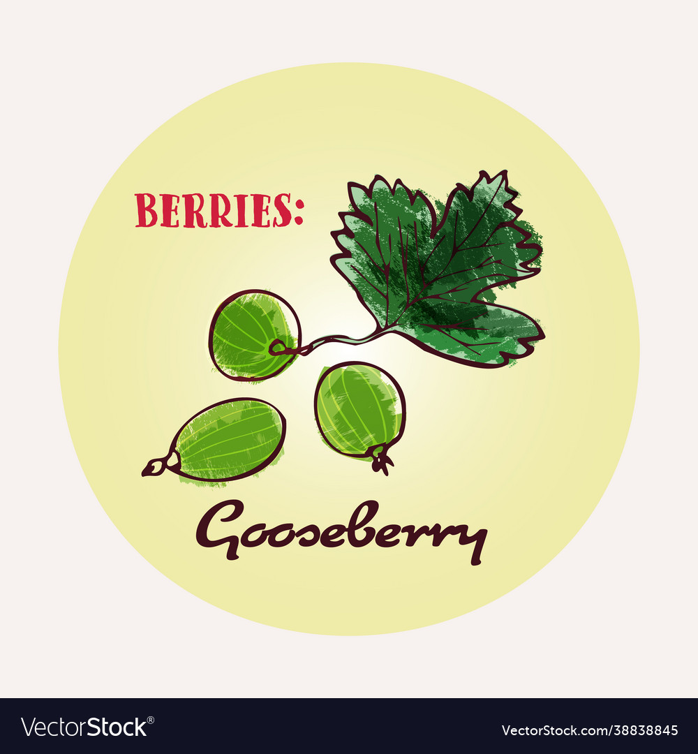 Gooseberry Line Art And Color Hand Drawn Vector Image