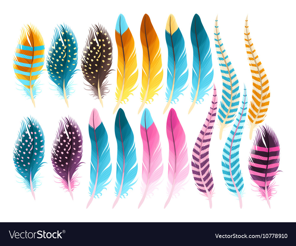 Set Of Feathers Royalty Free Vector Image VectorStock