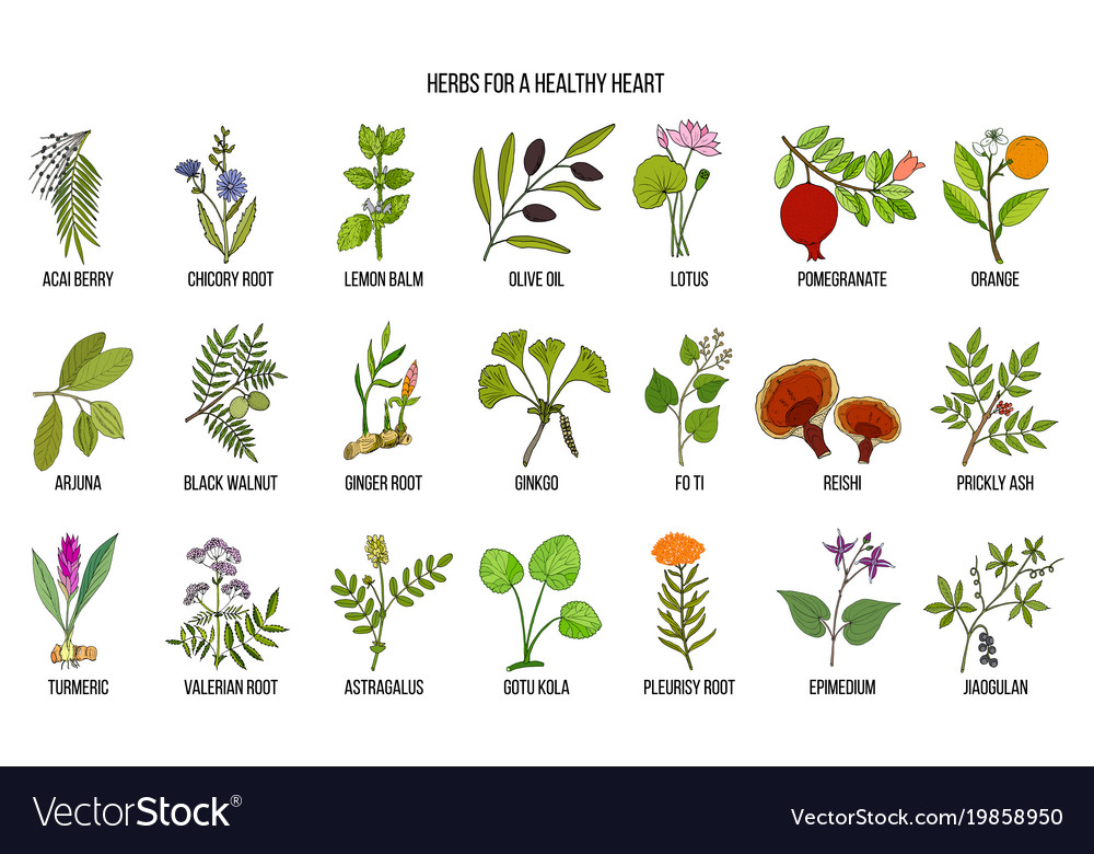 Collection Of Best Herbs For Healthy Heart Vector Image