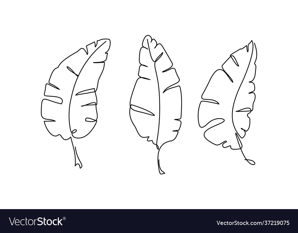 Banana Leaf Continuous One Line Drawing Line Art Vector Image