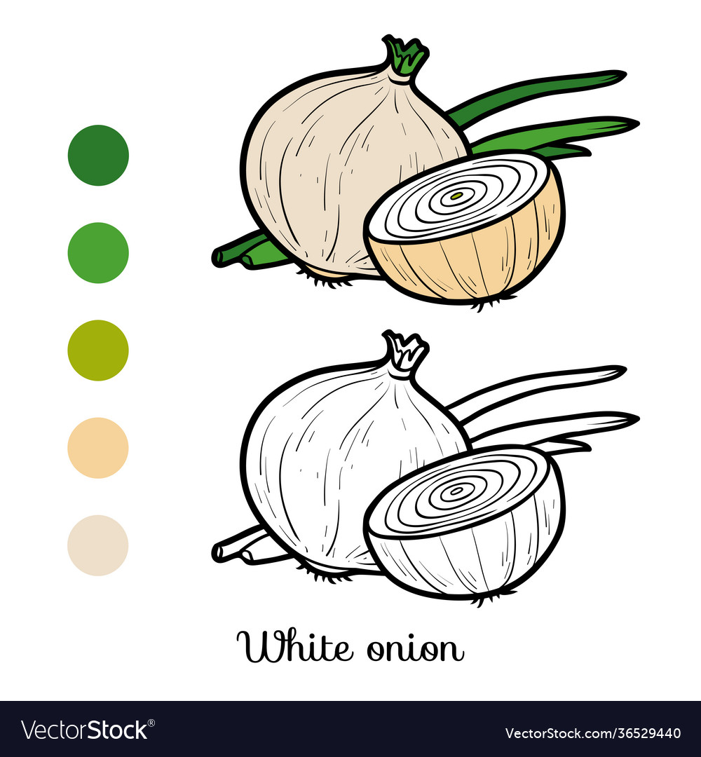 Coloring Book White Onion Royalty Free Vector Image