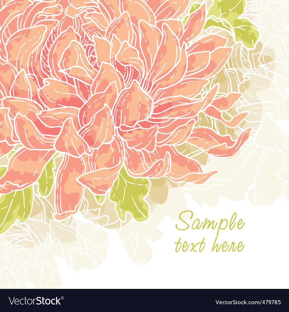 Chrysanthemum Royalty Free Vector Image Vectorstock