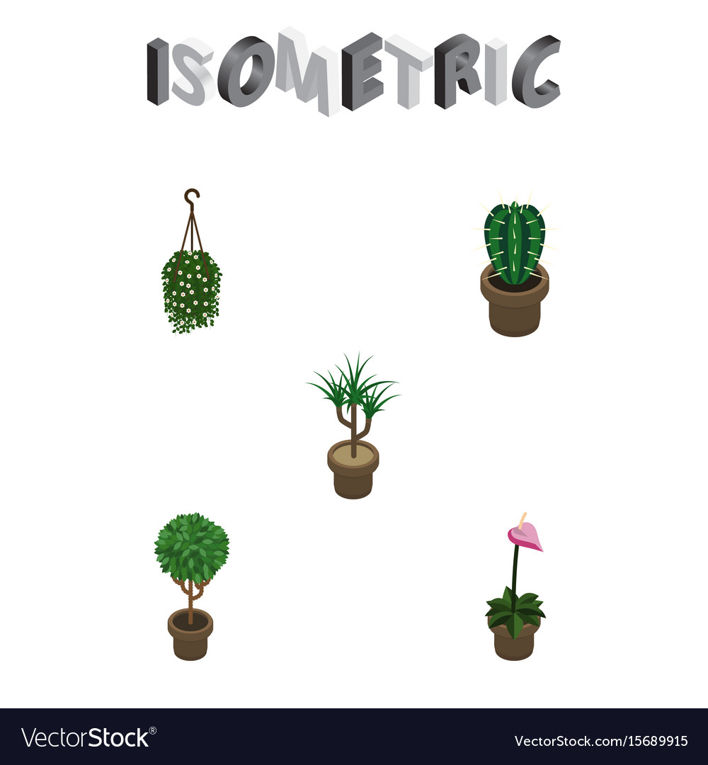 Isometric Houseplant Set Peyote Houseplant Vector Image