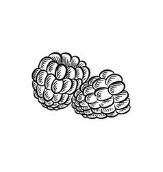 Drawing Gooseberry Sketch Of Berry Royalty Free Vector Image