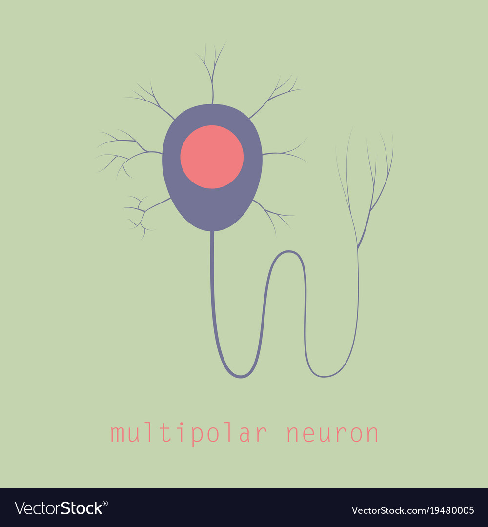 Structure a motor neuron Royalty Free Vector Image