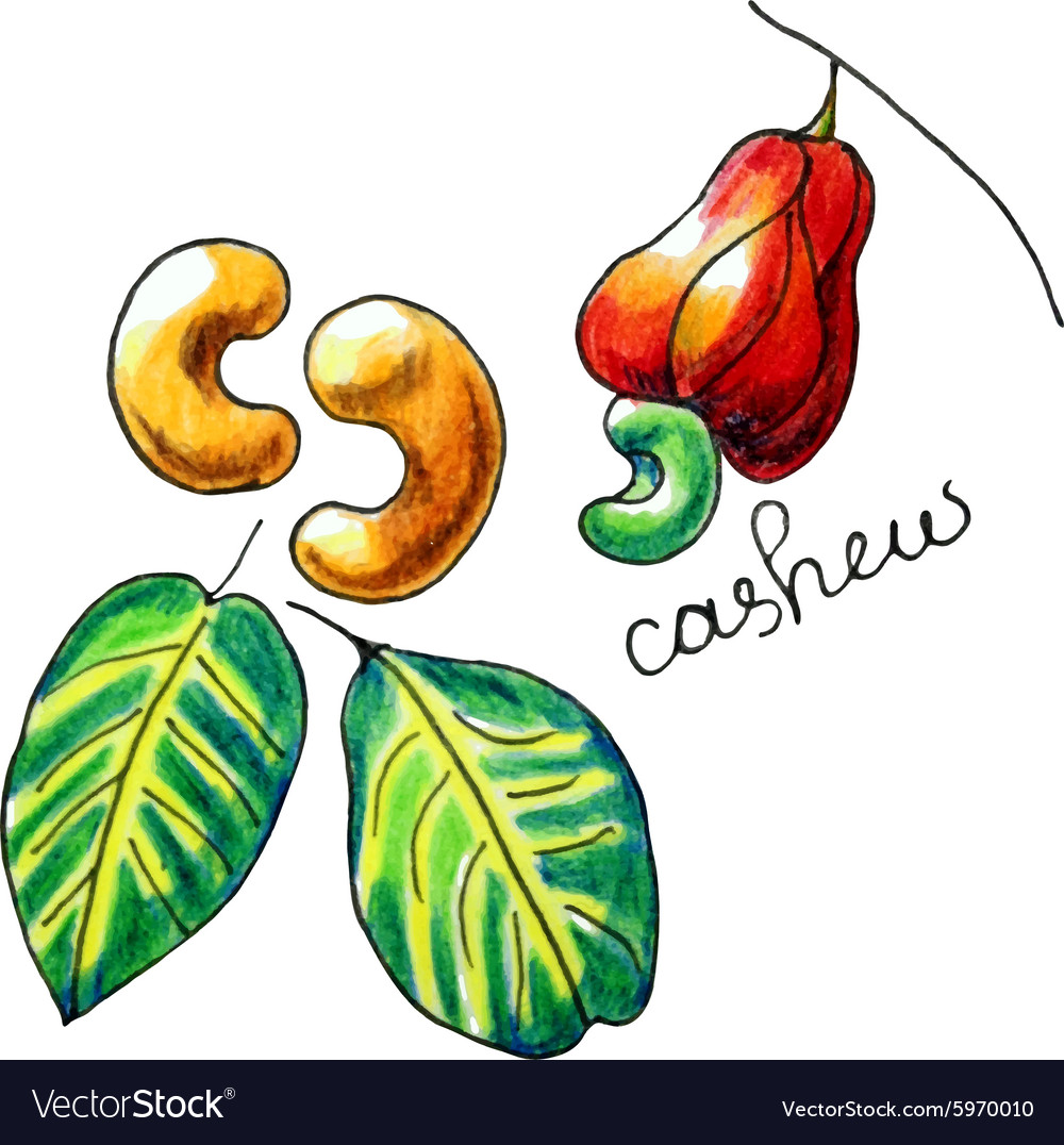 Cashew Royalty Free Vector Image - VectorStock