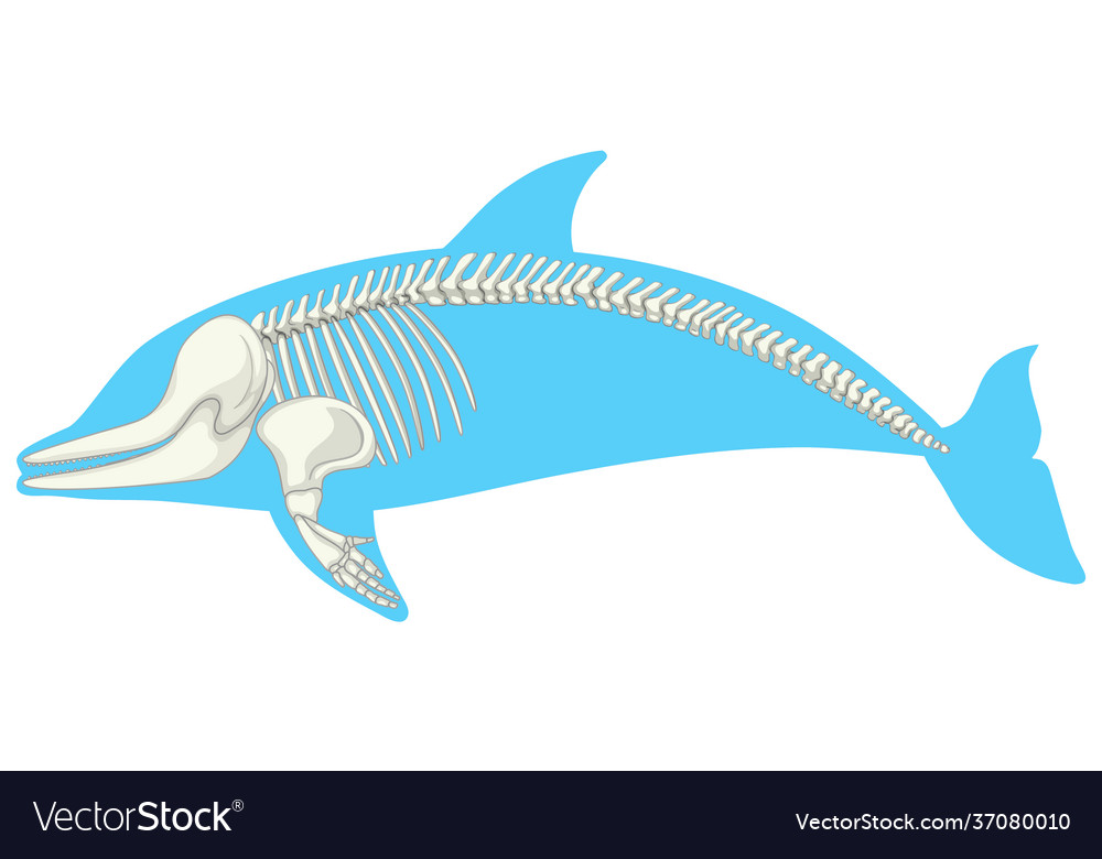 Skeleton anatomy dolphin isolated on white Vector Image Skeleton anatomy dolphin isolated on white Vector Image