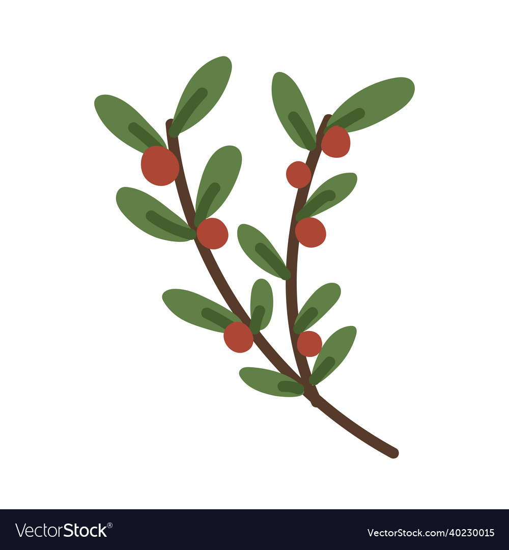 Branch with fruits Royalty Free Vector Image - VectorStock