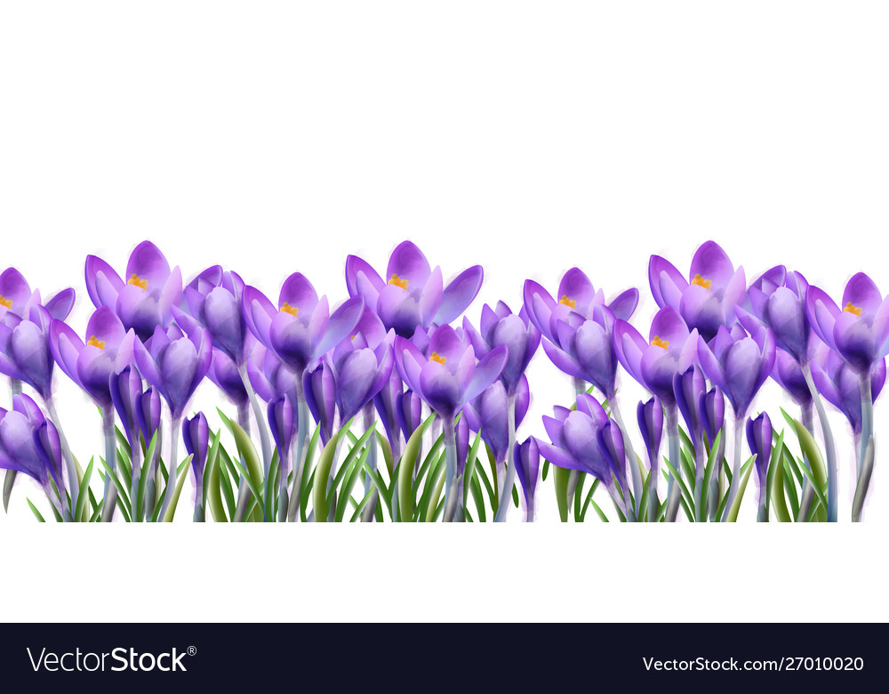 Crocus flowers background watercolor botanical Vector Image
