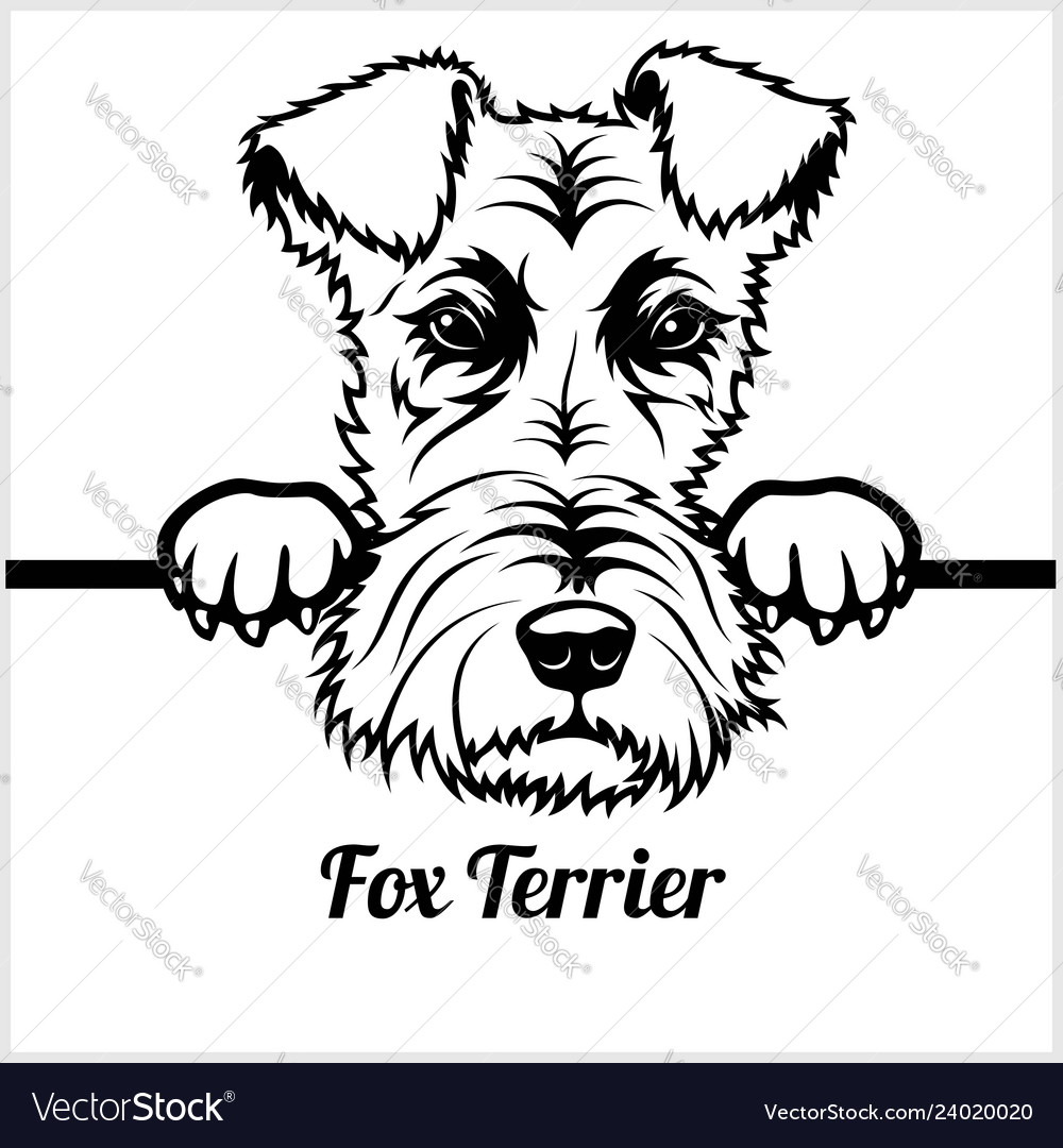 Fox terrier hot sale face