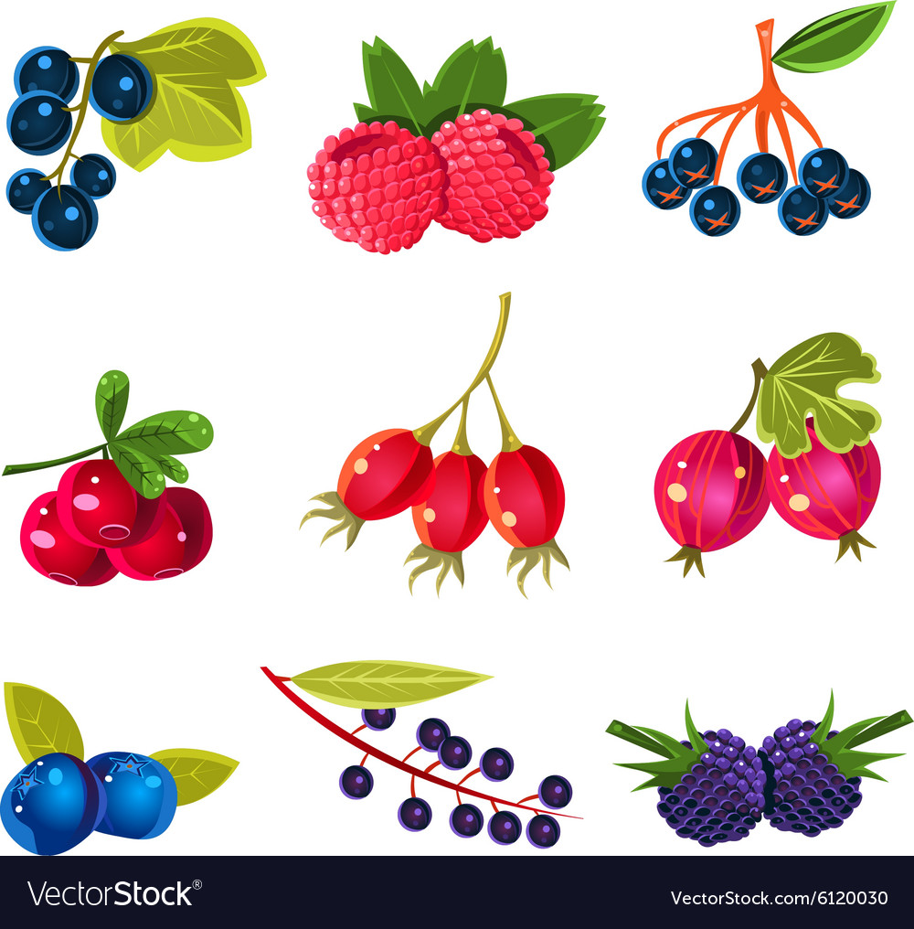 Juicy colorful berry set Royalty Free Vector Image